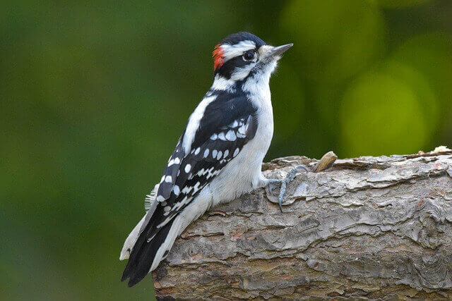 Downy Woodpecker