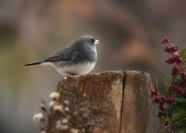 A Dark-eyed Junco perched on a tree stump.