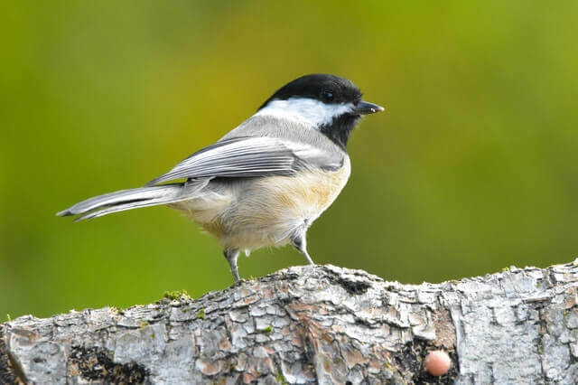 37 Most Common Backyard Birds of North Carolina | Learn ...