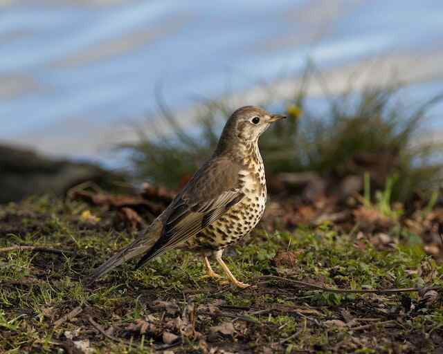 A Mistletoe Thrush foraging on the ground.