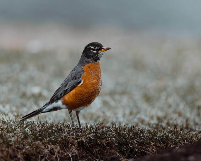 37 Most Common Backyard Birds of North Carolina | Learn ...