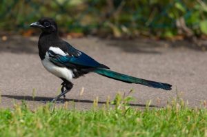 magpies magpie contos lendas billed gardenn nenos xogos