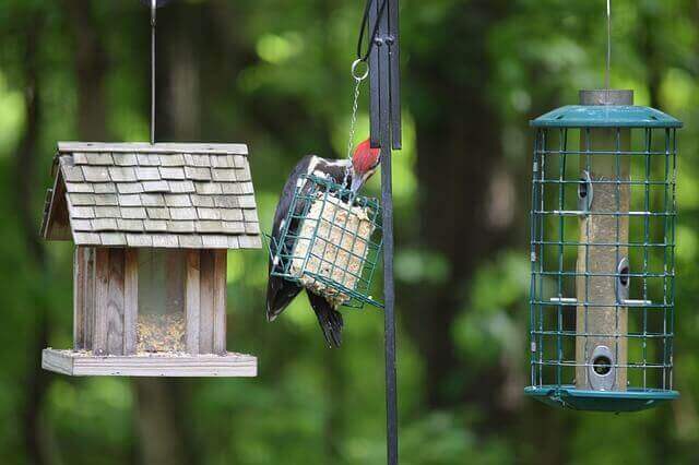 Pileated woodpecker feeding on suet