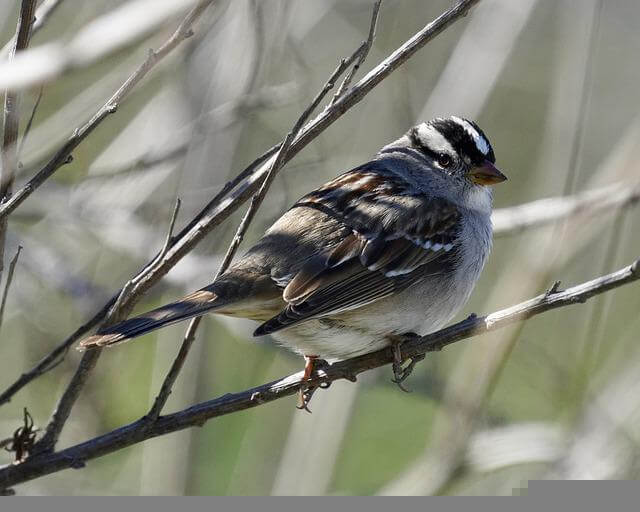 A white-crowned sparrow perched on a tree branch.