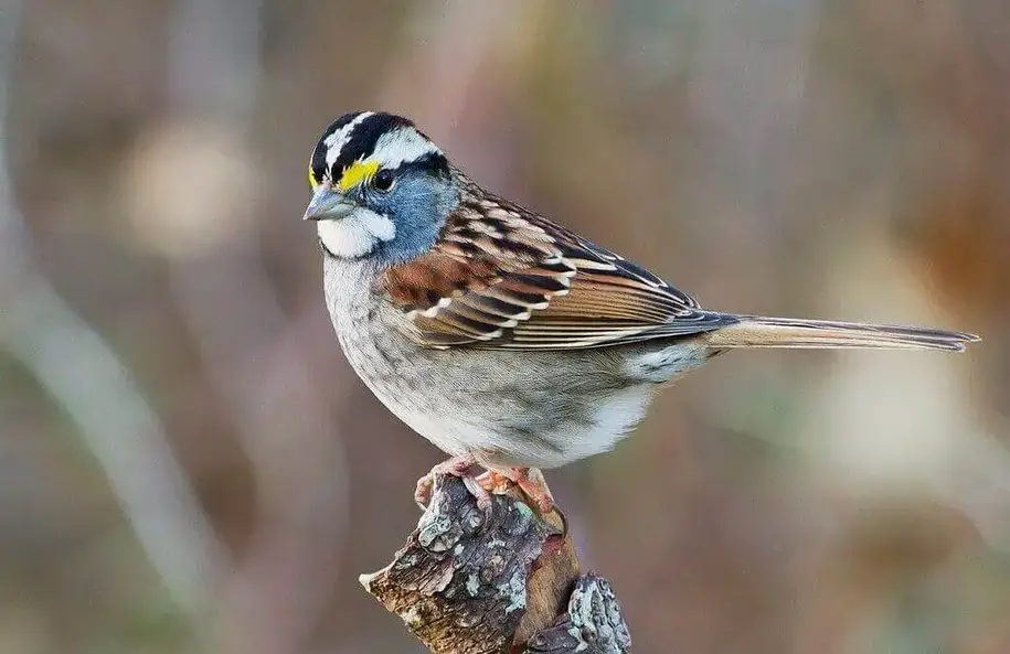 White-throated Sparrow