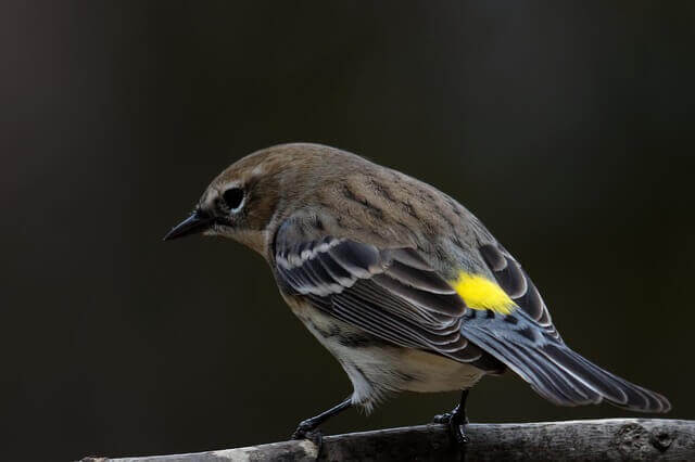 A Yellow-rumped Warbler perched on a tree branch.