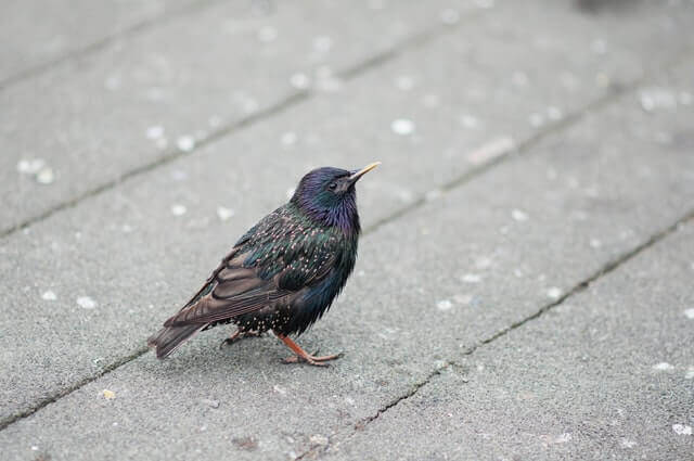 European Starling