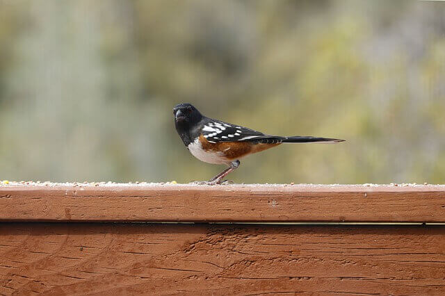 Spotted Towhee