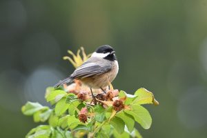 What Are The Most Common Backyard Birds In Utah | Learn ...