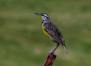 49 Backyard Birds in Saskatchewan 2023 (Complete Guide!) | Learn Bird ...