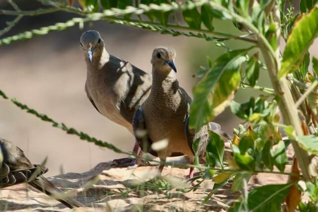 Mourning dove