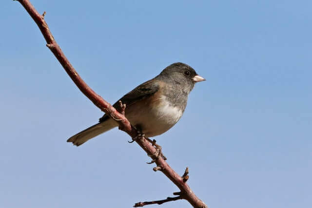 Dark-eyed Junco