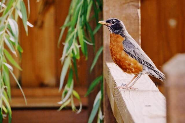 American Robin