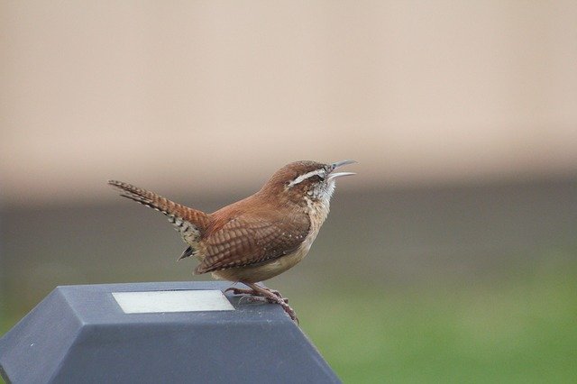 Bewick's Wren