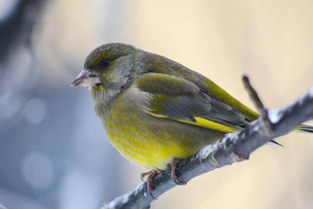 Lesser Goldfinch