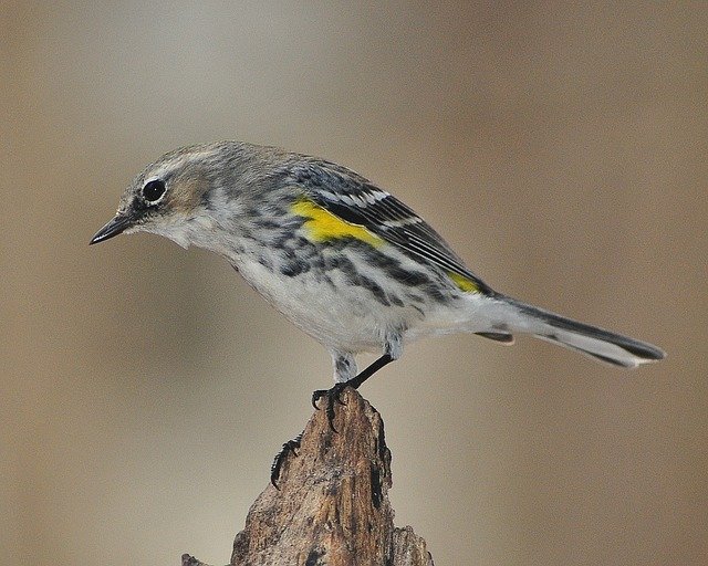 yellow rumped warbler southern california