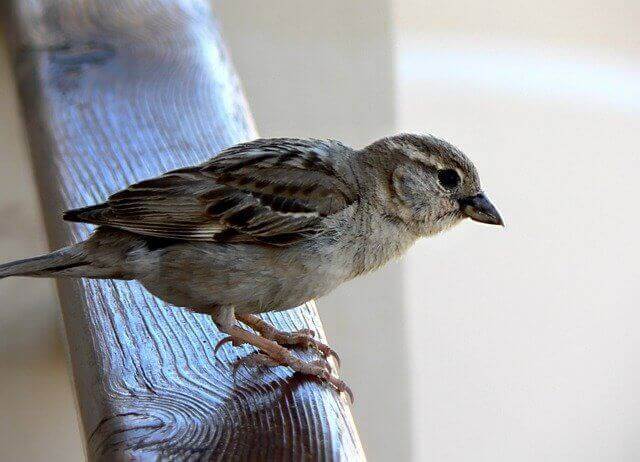 House Sparrow​​​​​​​
