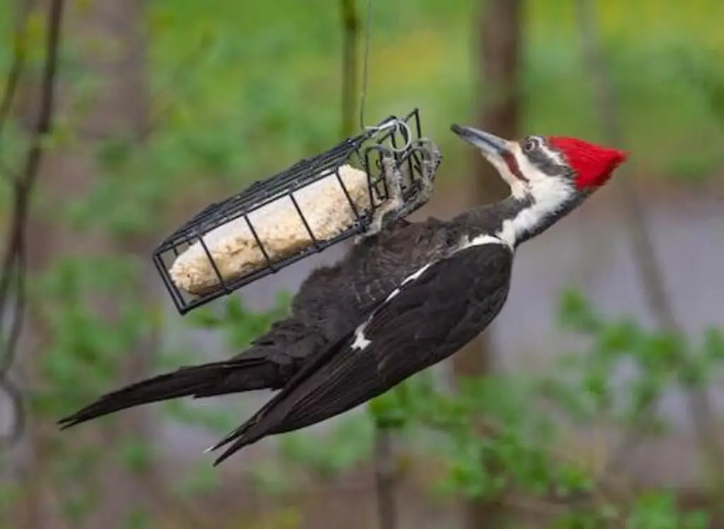 A pileated woodpecker eating suet.