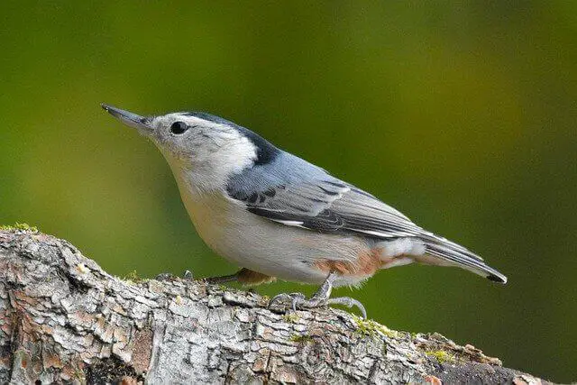 A White-breasted nuthatch on a dead tree.