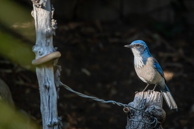 Florida Scrub-Jay