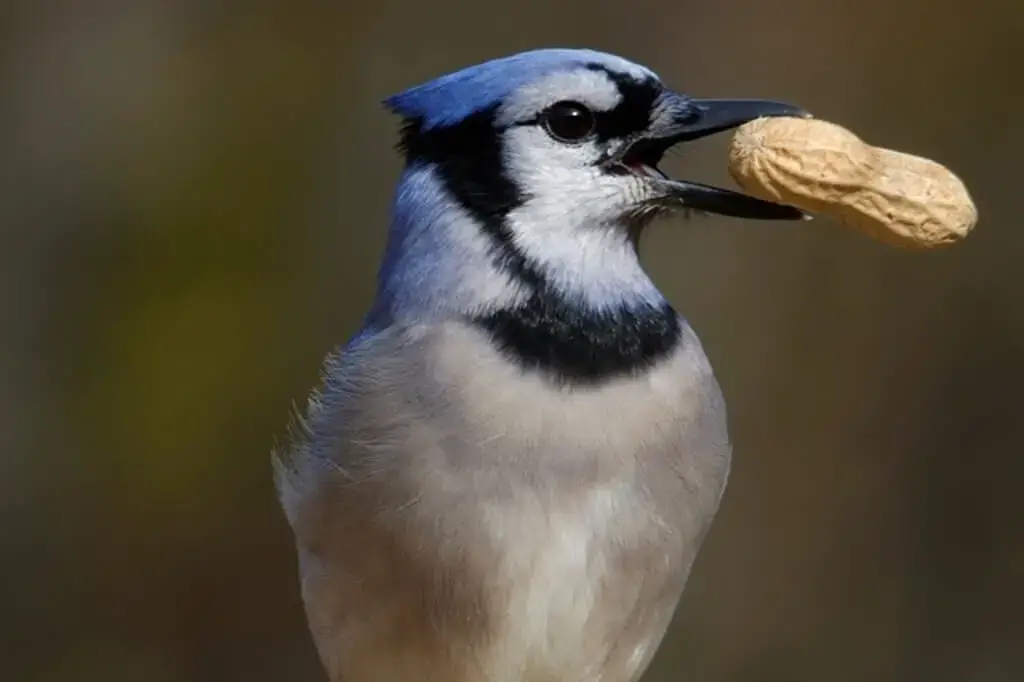 Blue Jay eating peanuts