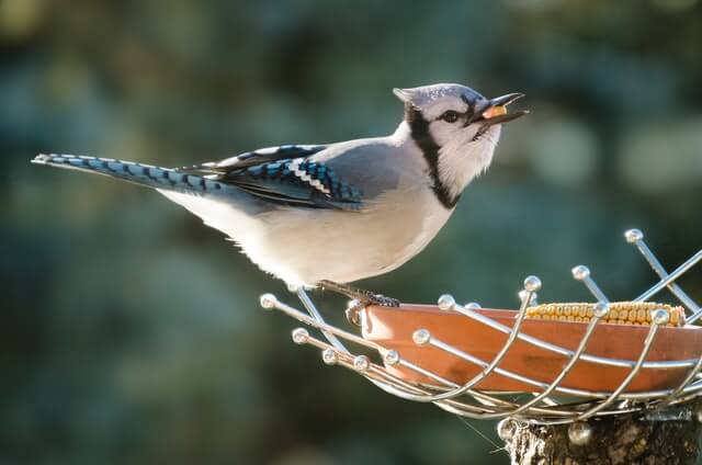 Blue Jay