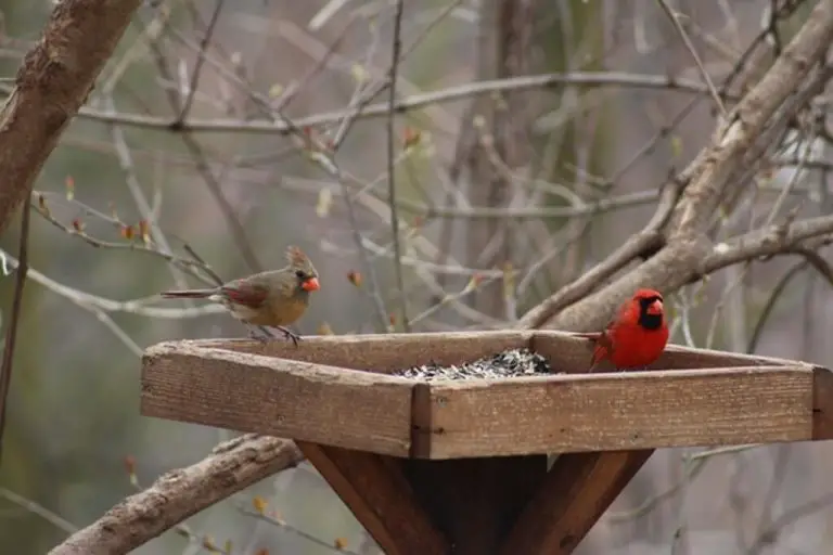 woodstream cardinal bird feeder
