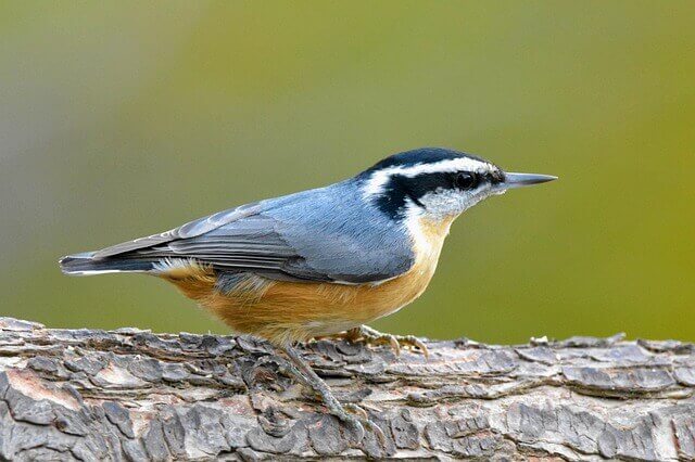 Red-breasted Nuthatch