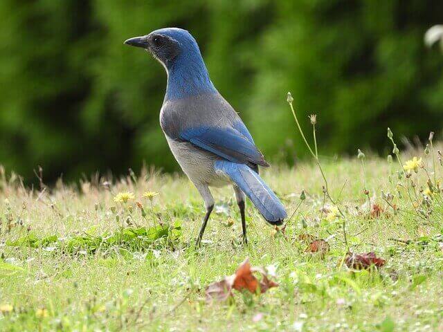 California scrub-jay