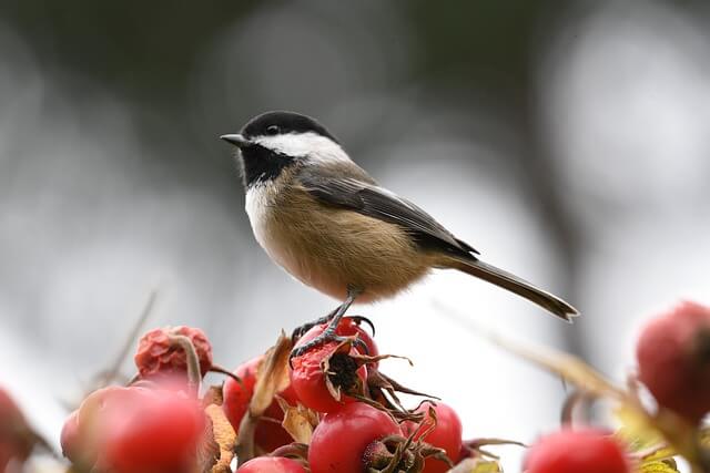 A Black-capped Chickadee feeding on crab  apples.