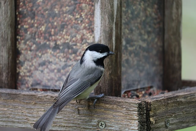 A black-capped chickadee perched at a bird feeder.