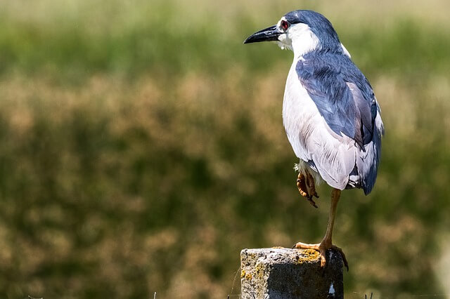 Black-crowned Night-heron