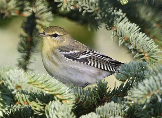 A Blackpoll Warbler perched on a tree.