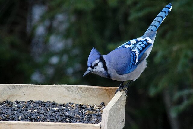 what-do-brown-jays-eat-diy-seattle