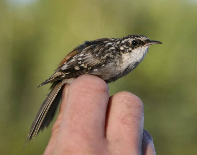 Brown Creepers
