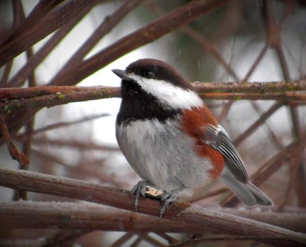 16 Birds That Look Like Chickadees (The Complete Guide!)