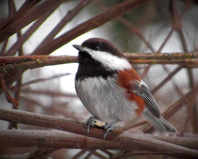 A Chestnut-backed Chickadee perched on a tree.