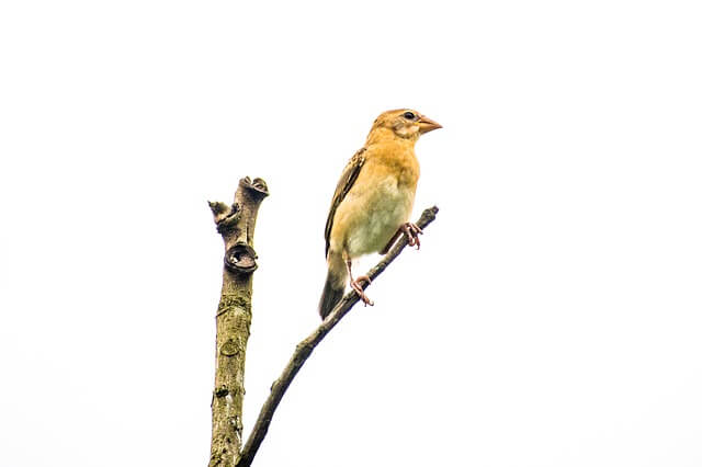 A Dickcissel perched on atree branch.