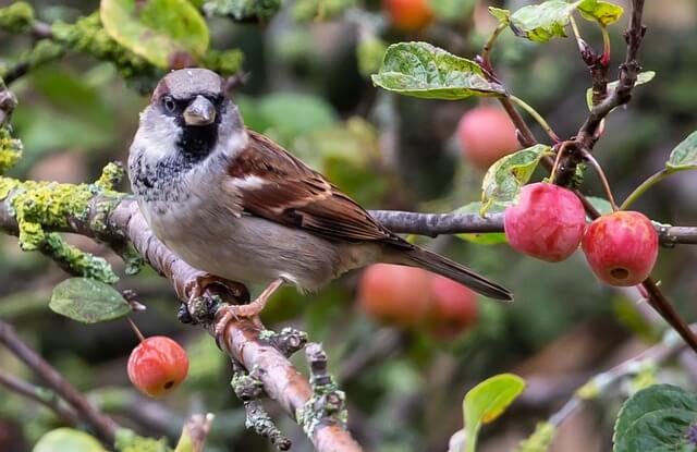 A Eurasian Tree Sparrow eating crab apple.