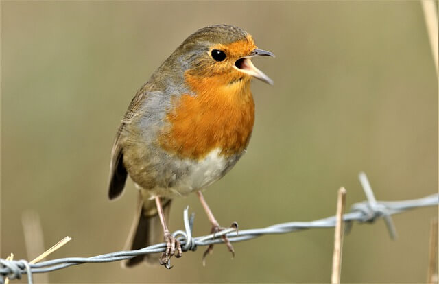 European Robin