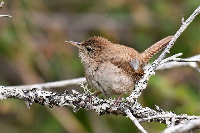 A House Wren perched on a tree branch.