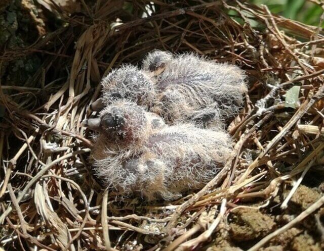 Lovebirds nest