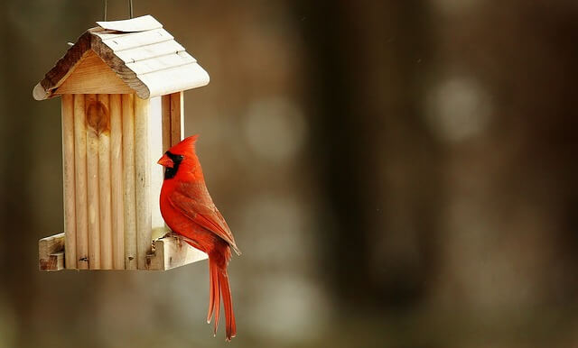 Northern Cardinal birdhouse
