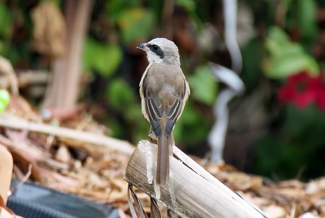 Northern Shrike