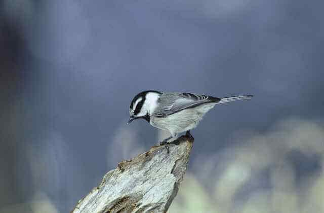 mountain chickadee