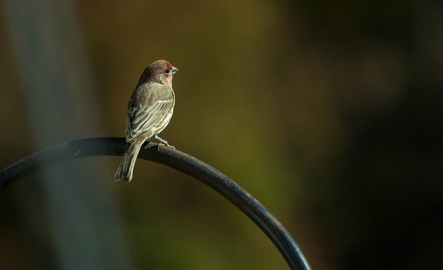 A Purple Finch perched on a railing.