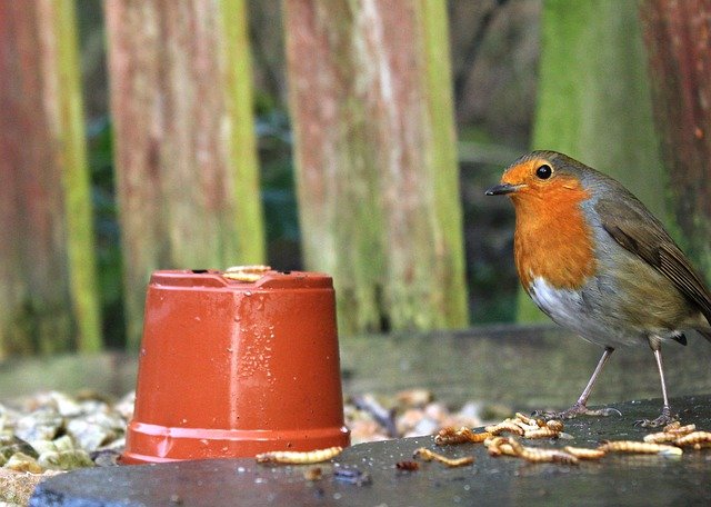 Robin eating mealworms