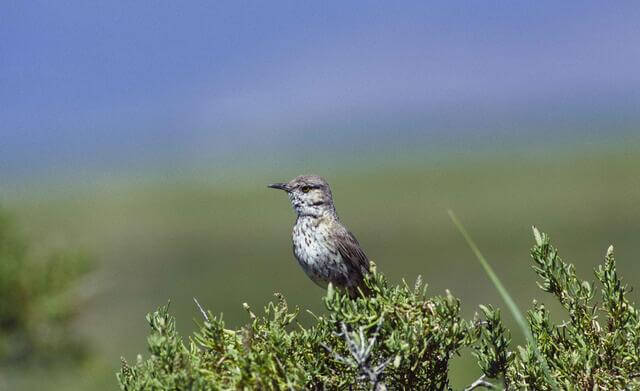 Sage Thrasher