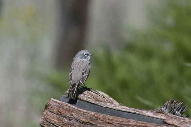 Sagebrush Sparrow