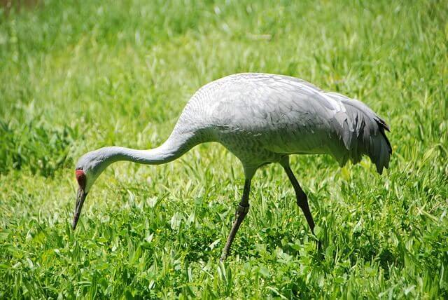 Sandhill Crane